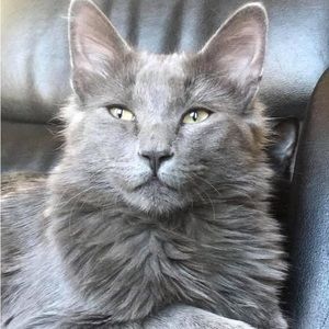 Meet your Posher, Cameron